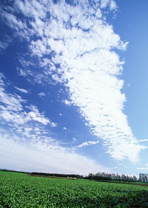浅草でお墓を探しているならここへ