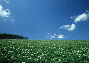 鹿児島でペット葬儀をするならこちら