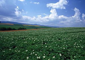 高額のお香典の場合のお香典返し