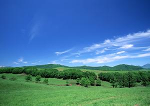 大阪・近畿エリアに対応出来るペット火葬