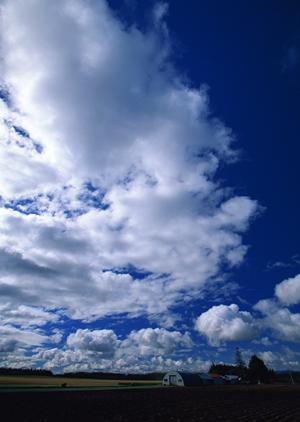 千葉県内で樹木葬の可能な寺院は