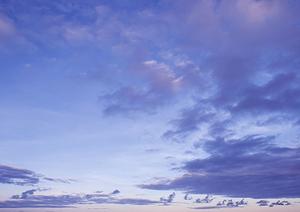 愛するペットとの別れをサポートするペット葬式の選び方と心のケアガイド